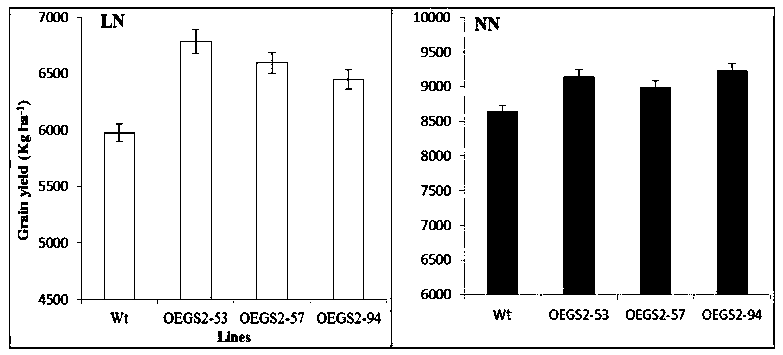 A method of cultivating transgenic plants with enhanced plant root development and delayed leaf senescence