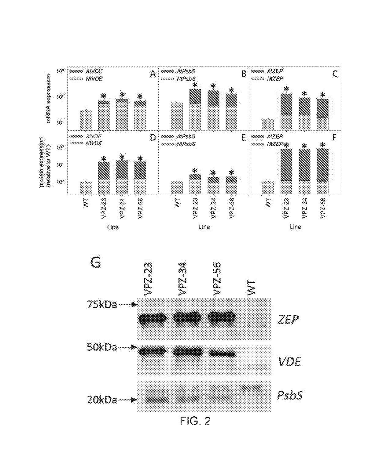 Transgenic plants with increased photosynthesis efficiency and growth