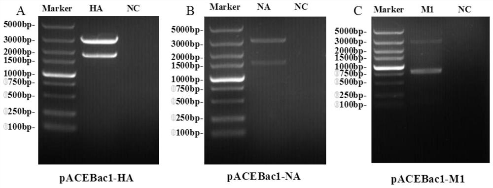 H7N9 subtype avian influenza virus-like particle vaccine preparation as well as preparation and application thereof