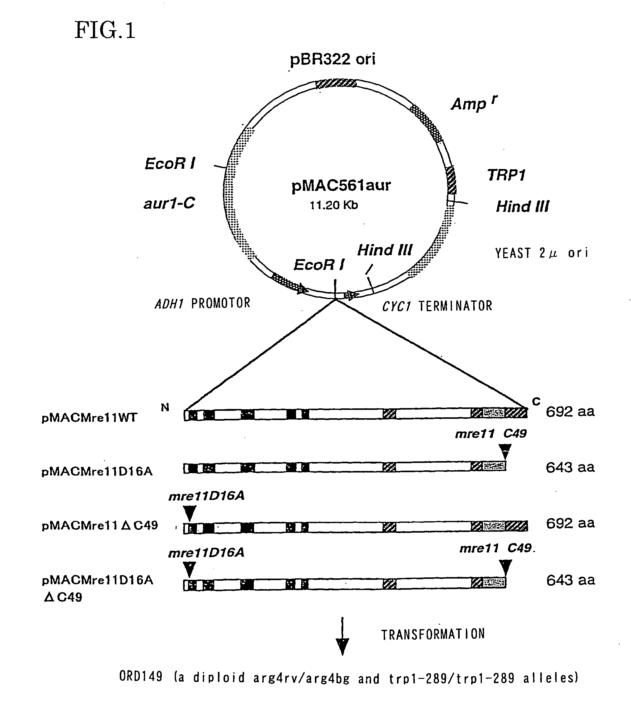 Method of controlling telomere length