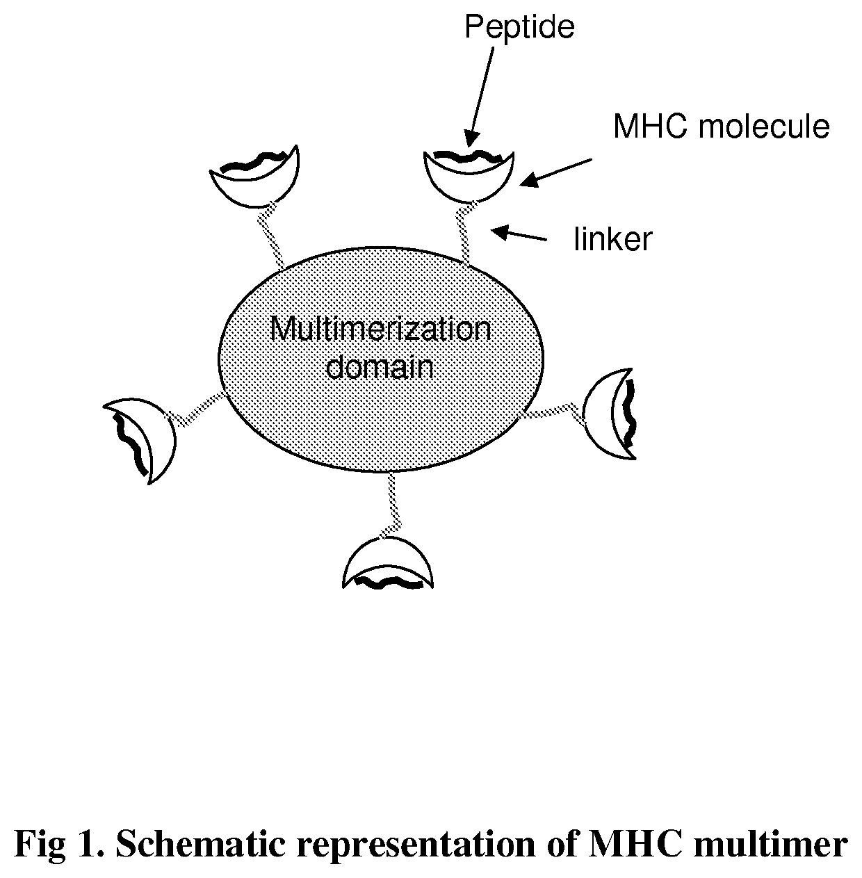 MHC multimers in borrelia diagnostics and disease