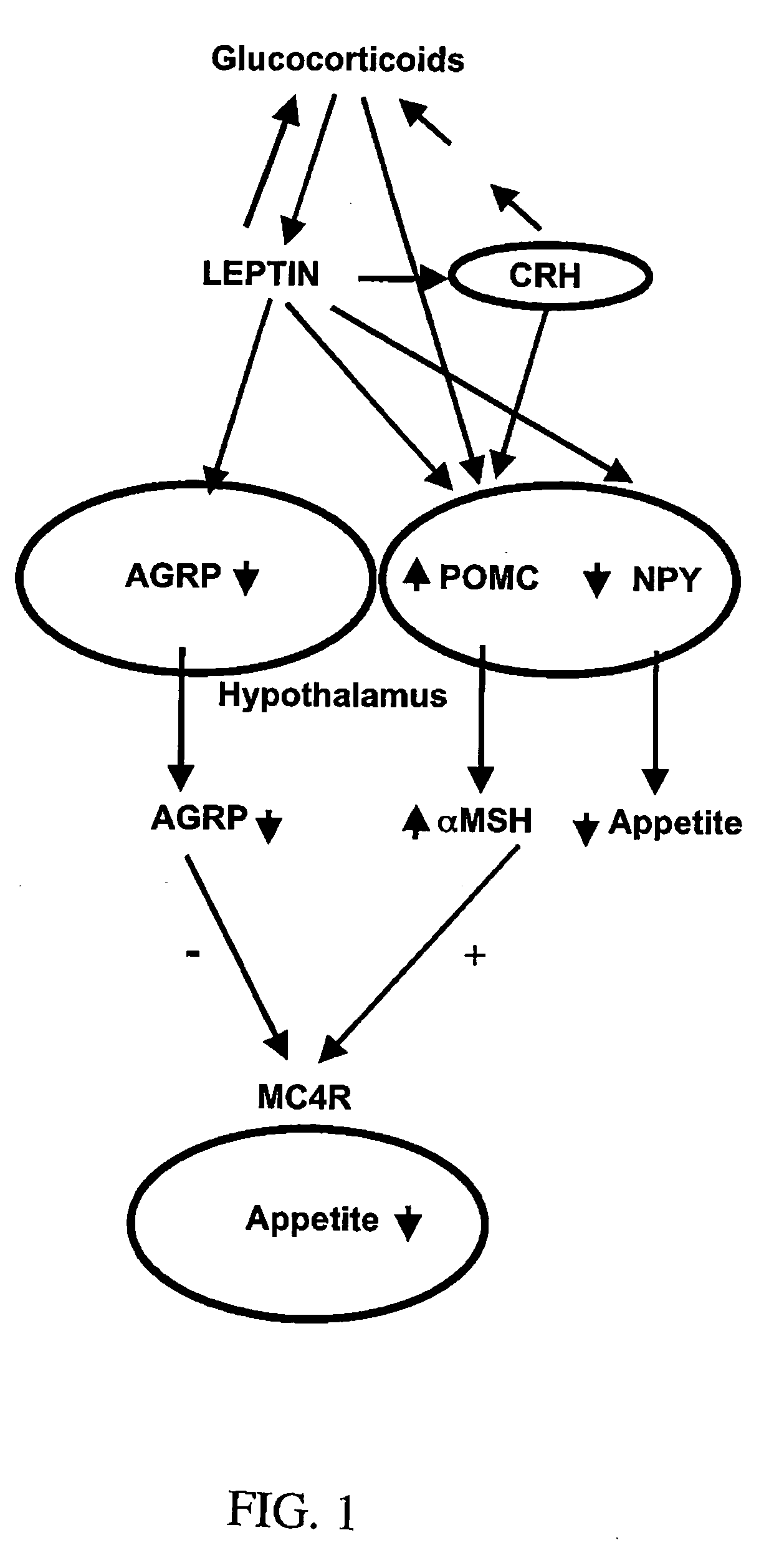 CRH and POMC effects on animal growth