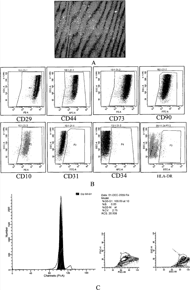 Method for amplifying mesenchymal stem cells of human umbilical cord and placenta in vitro