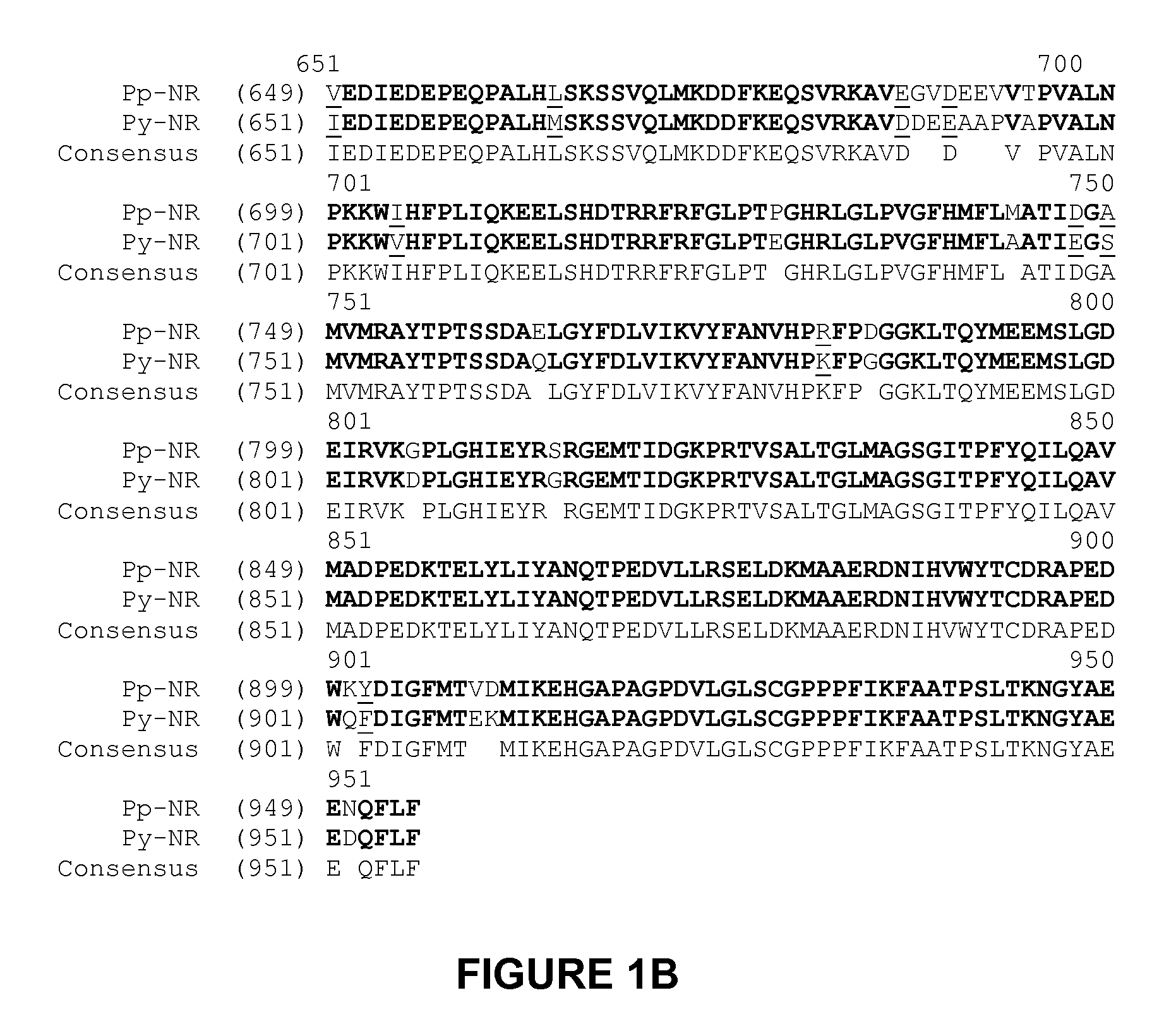 Nitrate reductases from red algae, compositions and methods of use thereof