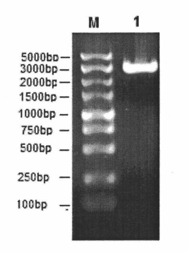Method for preparing trypanosoma brucei leucyl tRNA synthetase activated protein
