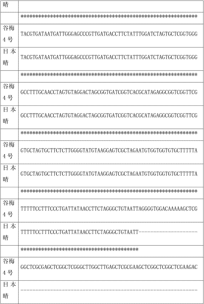 Molecular marker of rice seasonal febrile disease resistance gene Pigm and application of molecular marker