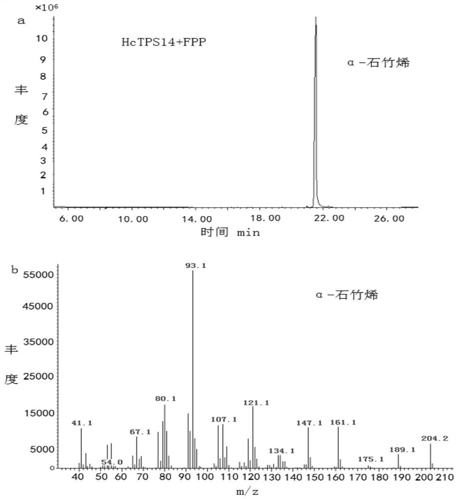 A kind of ginger flower sesquiterpene synthase gene hctps14 and its application