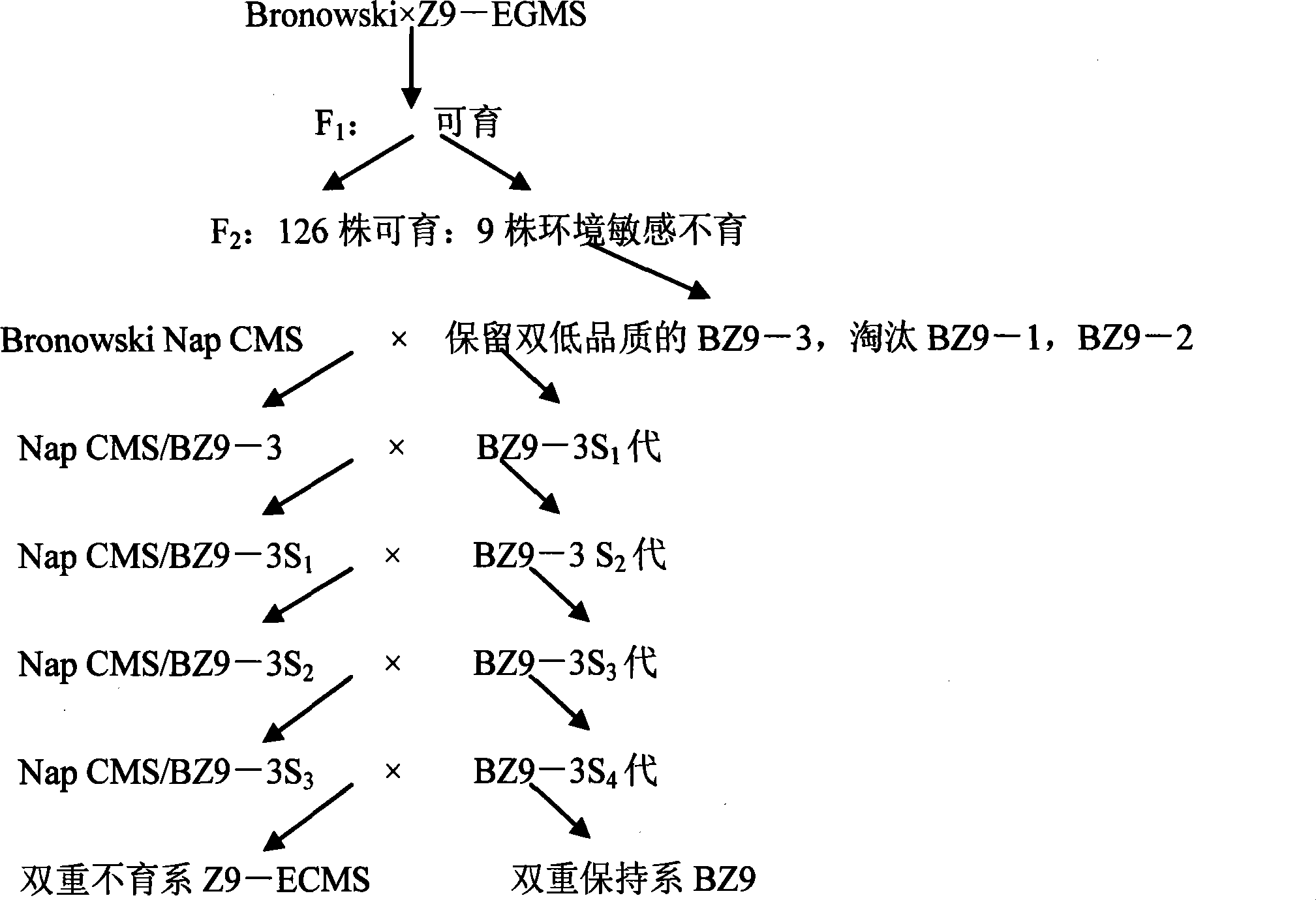 Seed selection method of cabbage type rape twofold sterile line