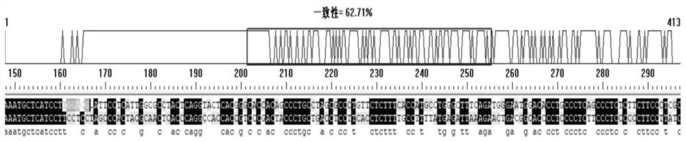 Glut4 gene knockout sgRNA, A549 cell line and its construction method