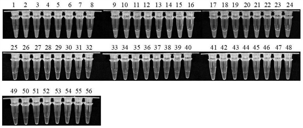 The Specific Sequence of Konjac Soft Rot and Its Detection Primers and Application