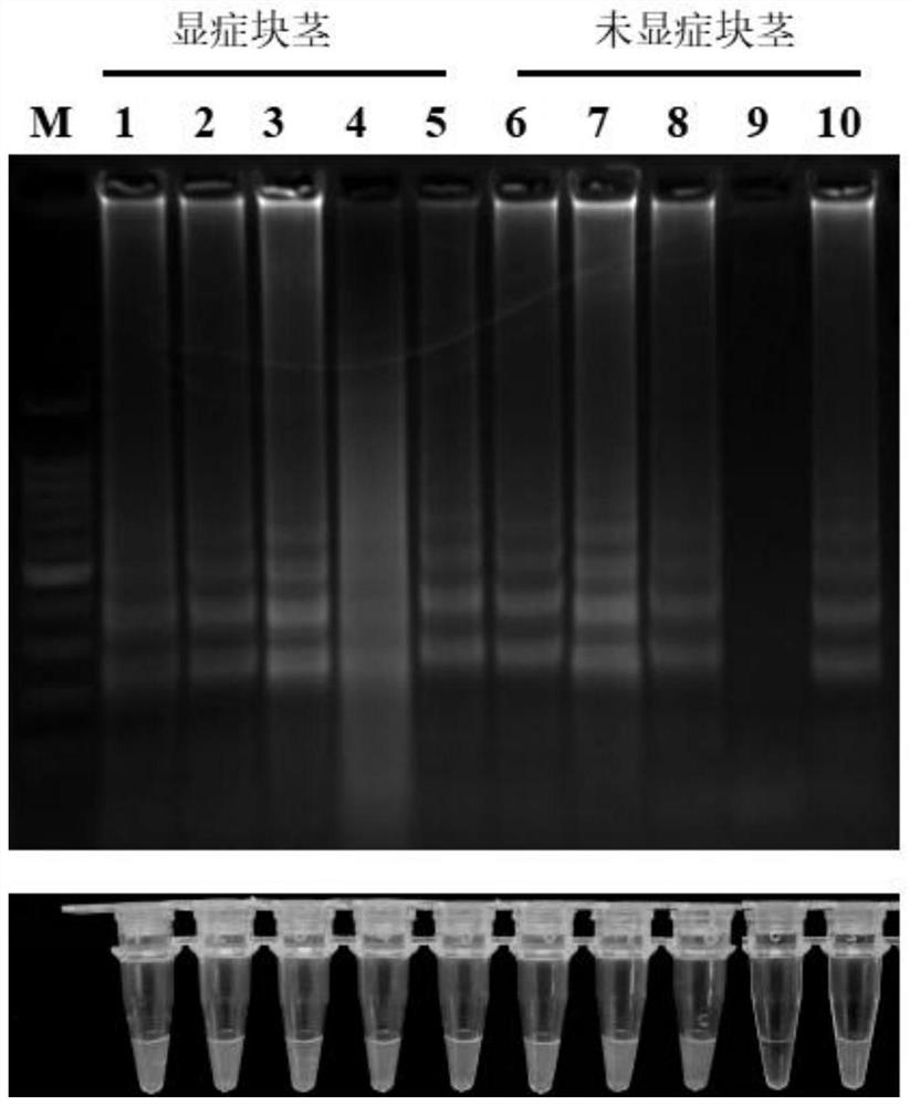 The Specific Sequence of Konjac Soft Rot and Its Detection Primers and Application