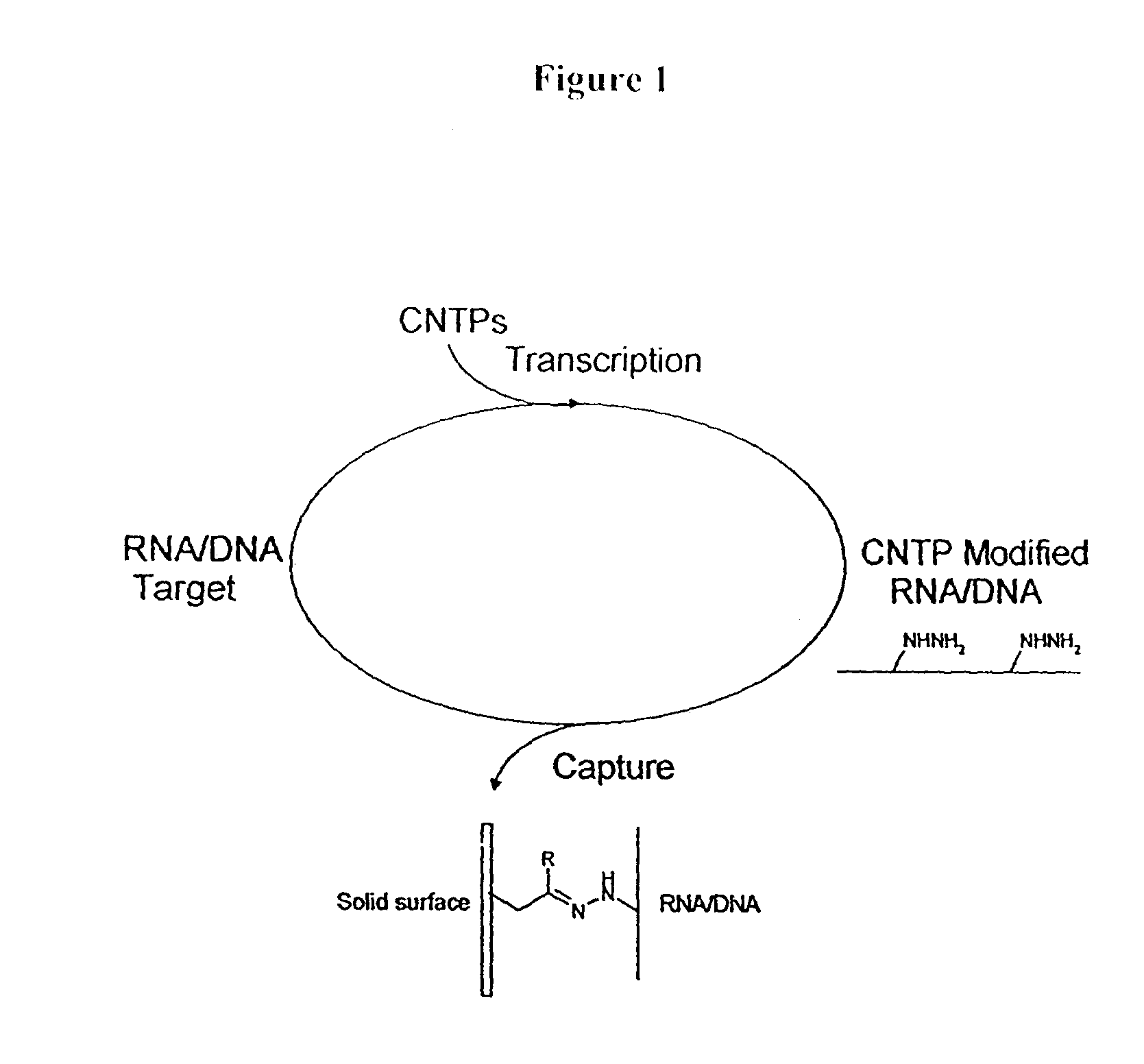 Triphosphate oligonucleotide modification reagents and uses thereof