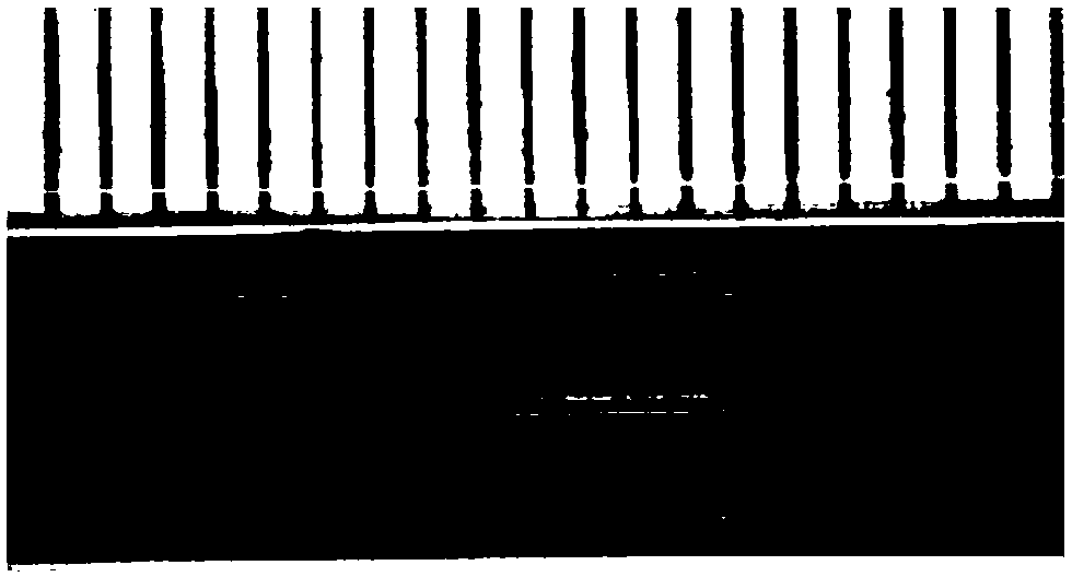 Preparation method of hollow fiber solid oxide fuel cell with petal-shaped cross section