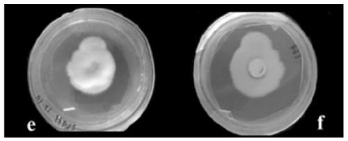 Entomogenous fungus strain SP433 with high pathogenic capability to bemisia tabaci and application thereof