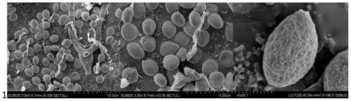 Entomogenous fungus strain SP433 with high pathogenic capability to bemisia tabaci and application thereof