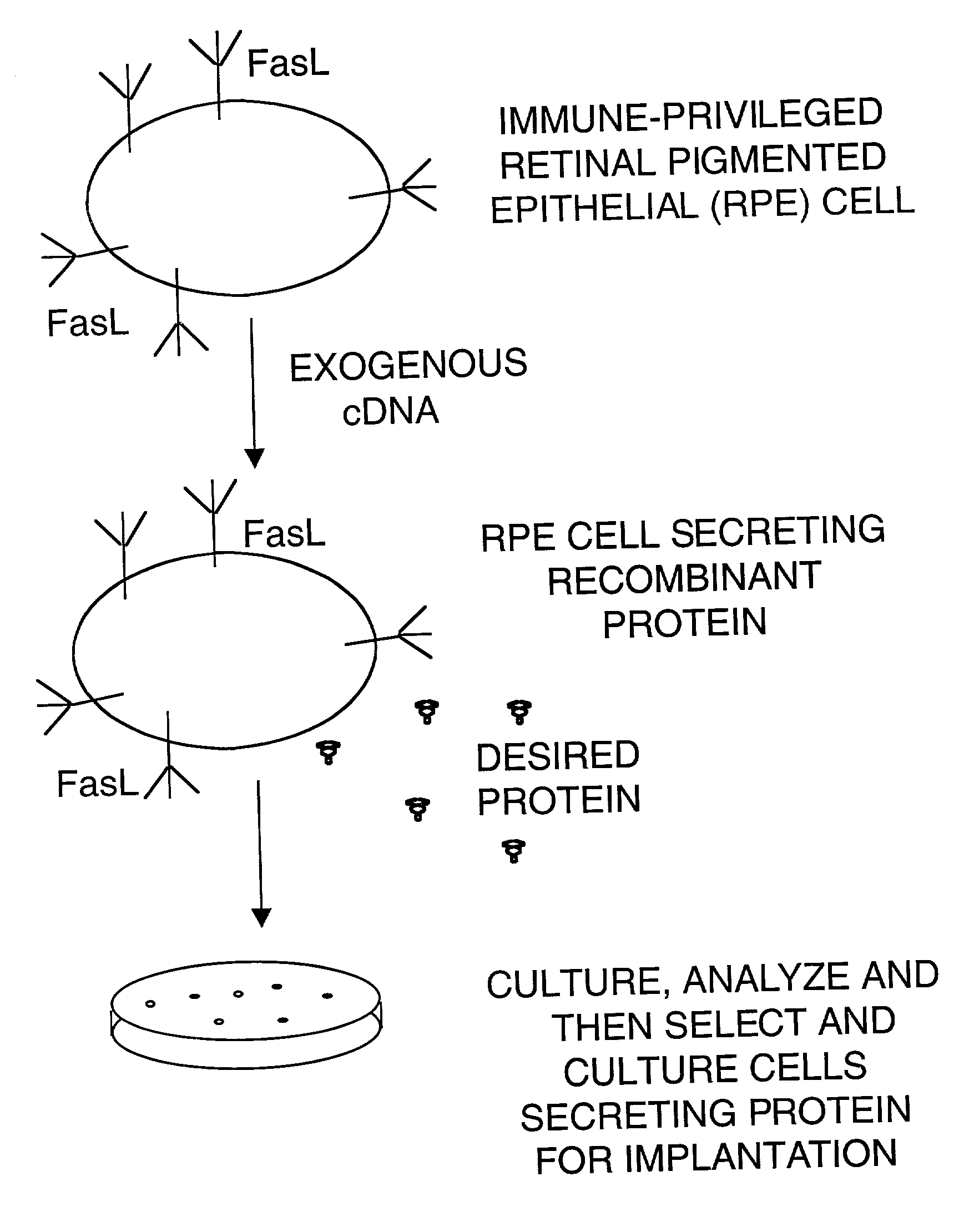 Immune privileged cells for delivery of proteins and peptides