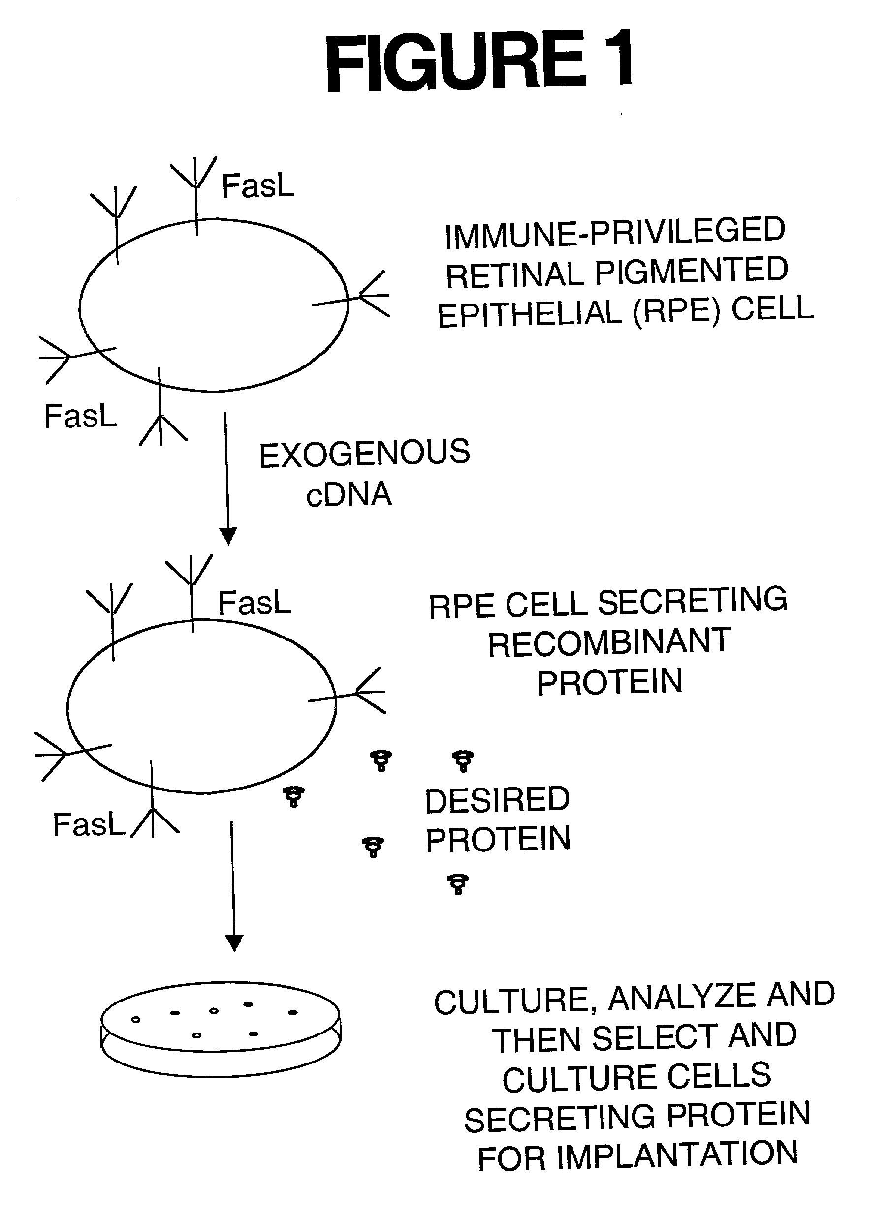 Immune privileged cells for delivery of proteins and peptides