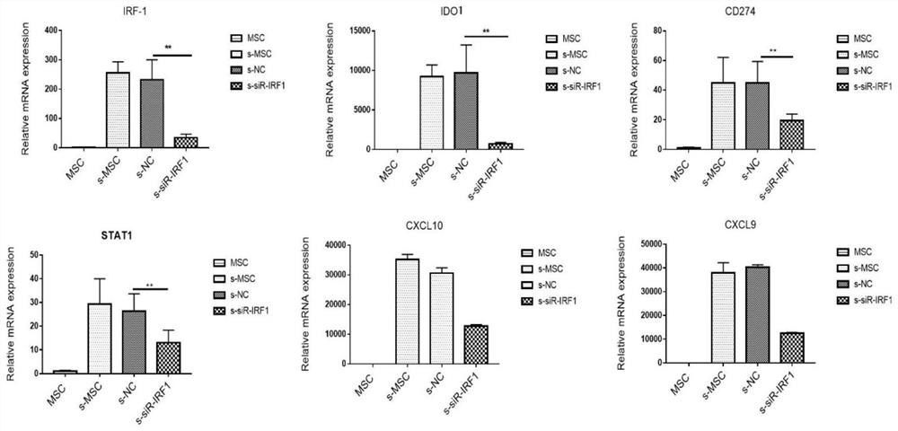 Application of IRF1 (Interferon Regulating Factor 1) in regulating and controlling immune regulation effect of mesenchymal stem cells and product