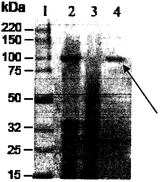 Preparation method of recombinant human albumin-uricase fusion protein
