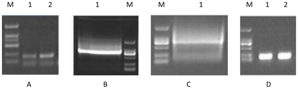 Marine microbial cold shock protein gene csp, its encoded protein and its application