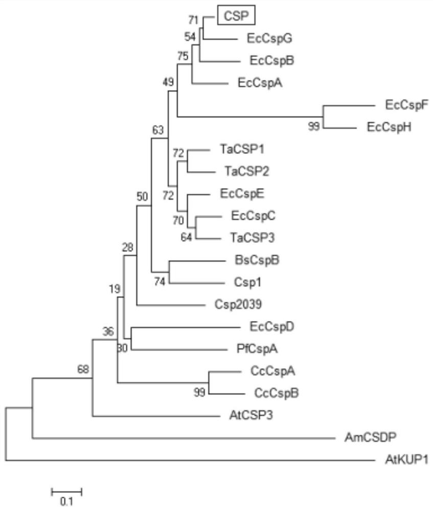 Marine microbial cold shock protein gene csp, its encoded protein and its application