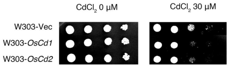 Method for cultivating low-cadmium accumulating rice and use of related materials