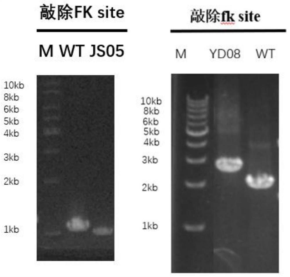 Fructokinase-disabled cyanobacteria and application thereof in secretion and production of fructose