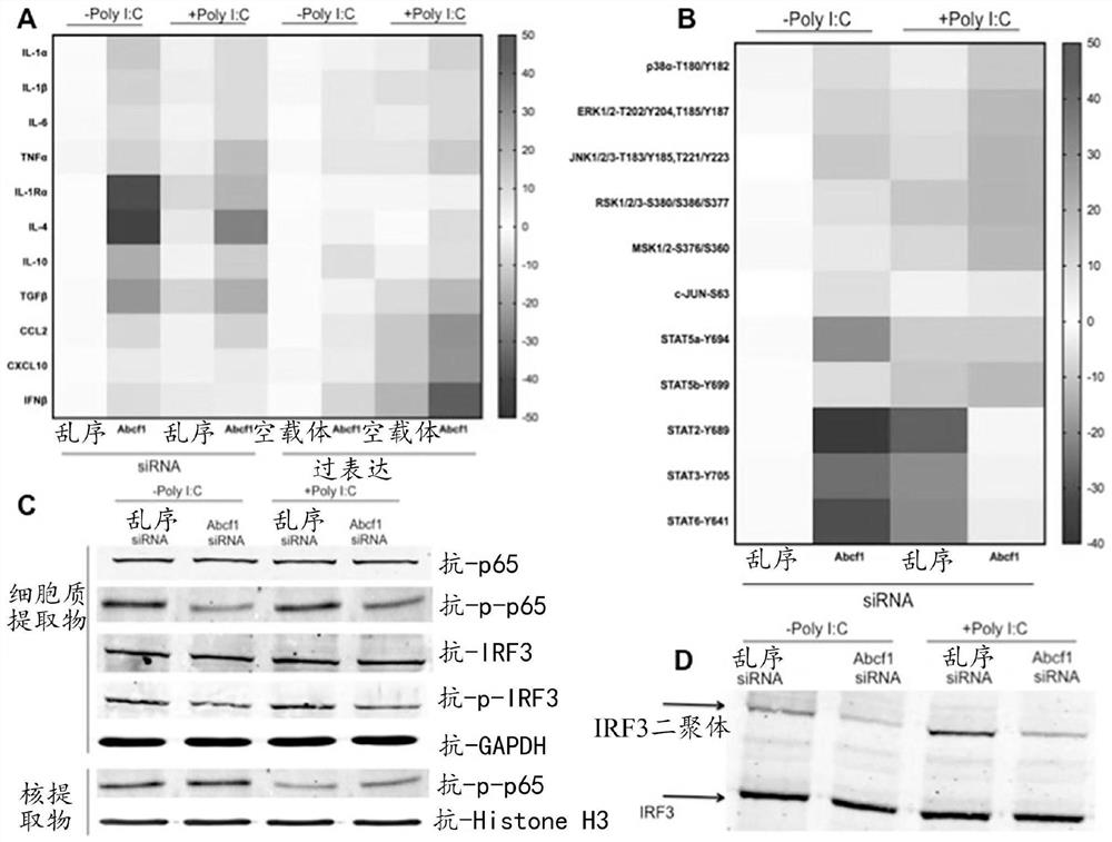 Method of immune modulation by modulating ABCF1