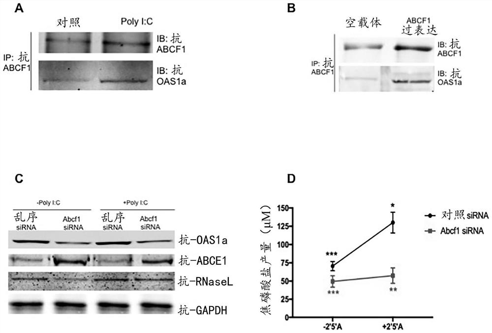 Method of immune modulation by modulating ABCF1