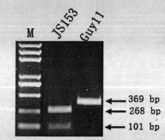 Molecular marker detection method of rice blast bacterium non-toxic genes Avr-Pit and primers thereof