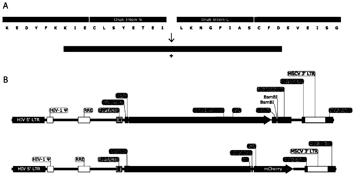 Split SpCas9 lentiviral vector and application thereof in stem cell gene editing