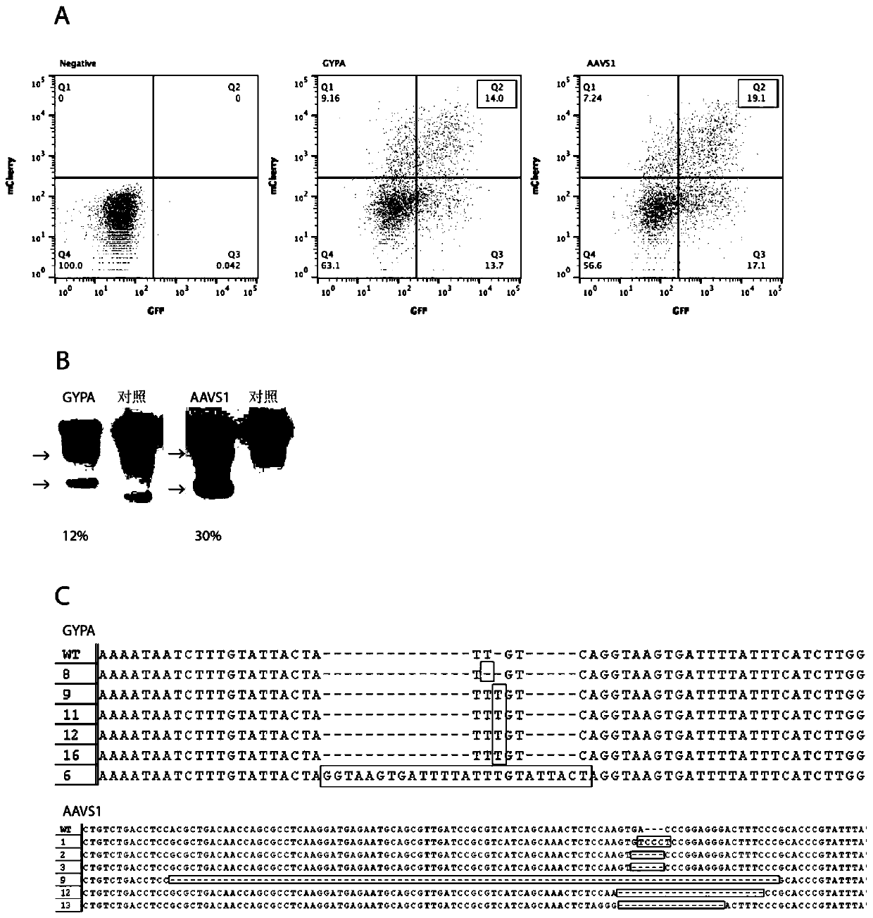 Split SpCas9 lentiviral vector and application thereof in stem cell gene editing