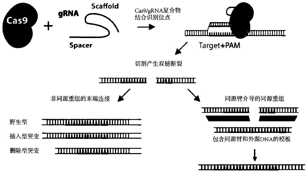 Split SpCas9 lentiviral vector and application thereof in stem cell gene editing