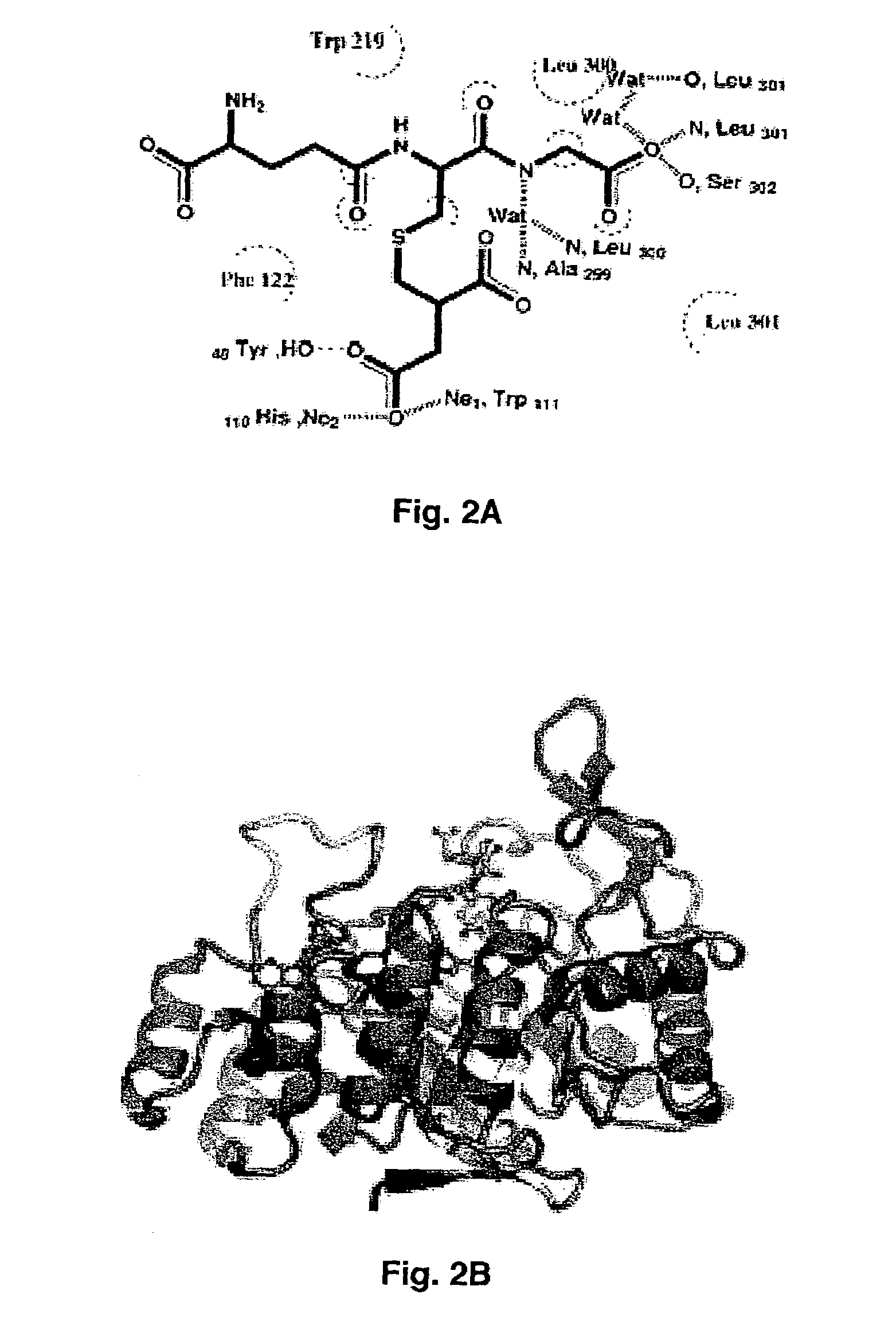 Method for designing a potential inhibitor of glutathione-aldehyde conjugate binding to aldose reductase