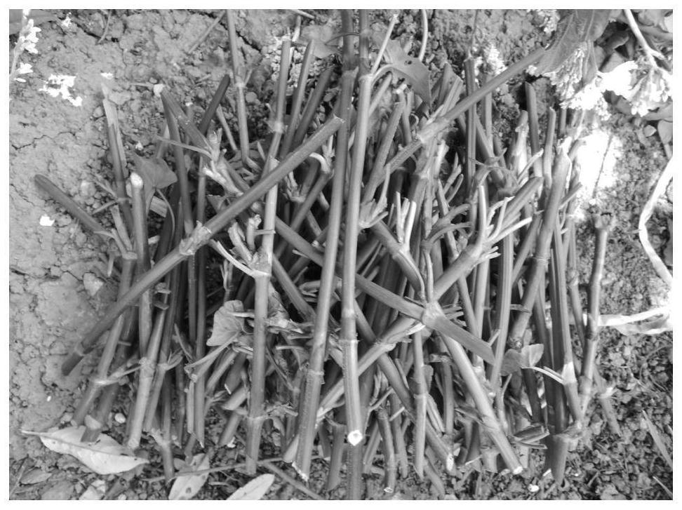 Wild buckwheat seedling breeding method