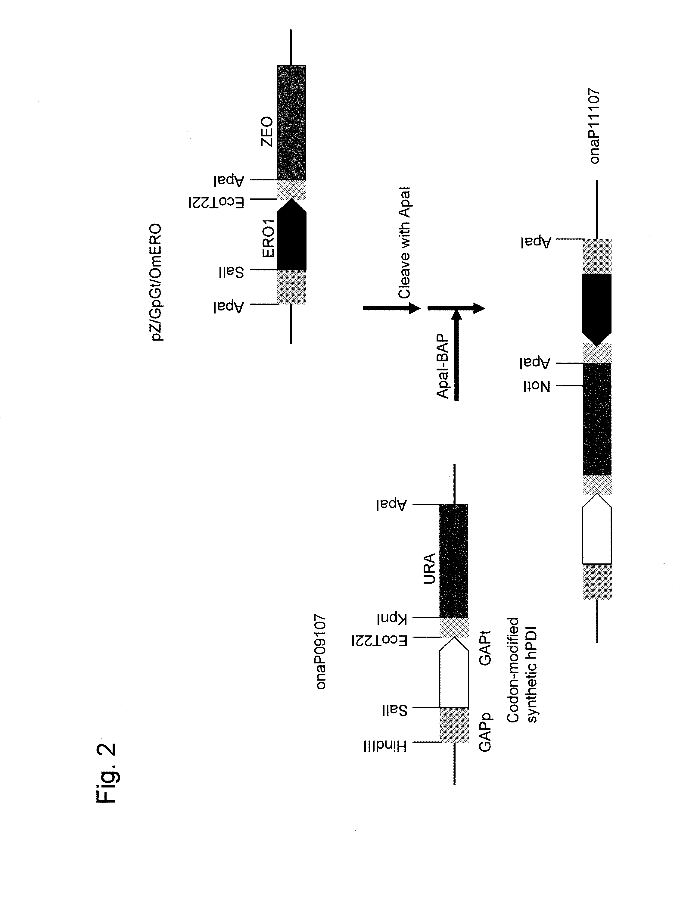 Method for high-level secretory production of protein