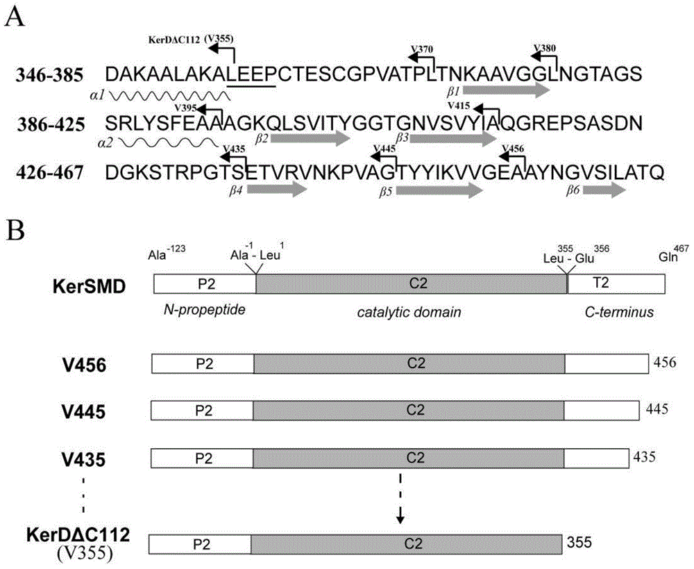 Catalytic rate improving keratinase mutants and preparation method thereof