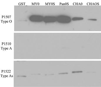 Chemiluminiscence detection kit for detecting swine foot-and-mouth disease O-type antibody by utilizing multi-epitope tandem protein