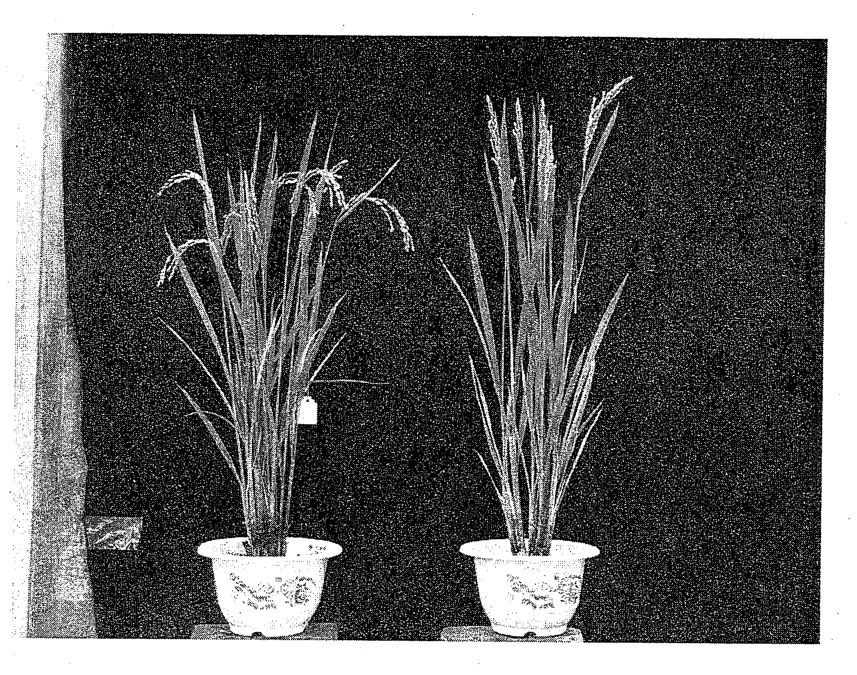 Dense and erect panicle gene and uses thereof