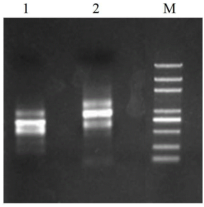 Plant salt resistance related protein, and coding gene and application thereof