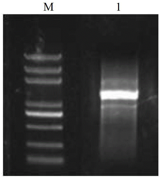 Plant salt resistance related protein, and coding gene and application thereof