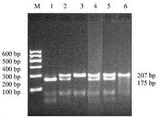 Kit for detecting APOE (Apoliprotein E) gene of Alzheimer disease