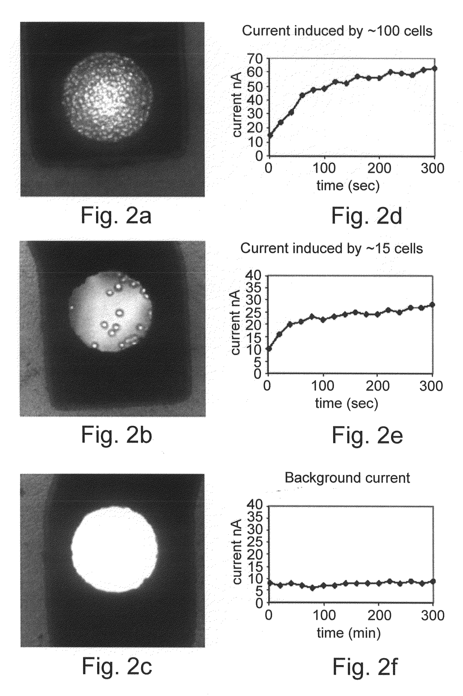 Methods of detecting cancer cells and use of same for diagnosing and monitoring treatment of the disease