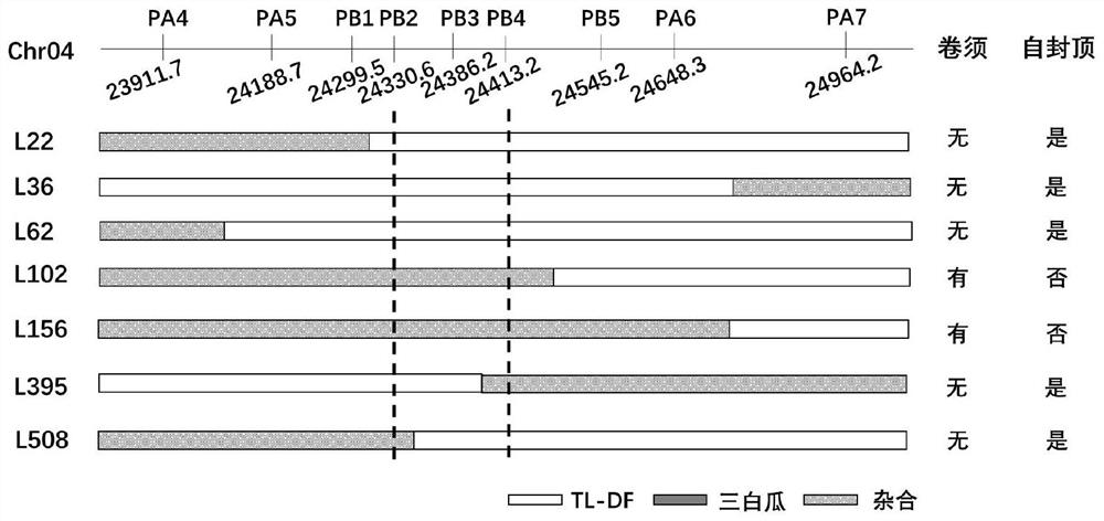Molecular marker related to degradation and self-capping of watermelon tendrils and application of molecular marker