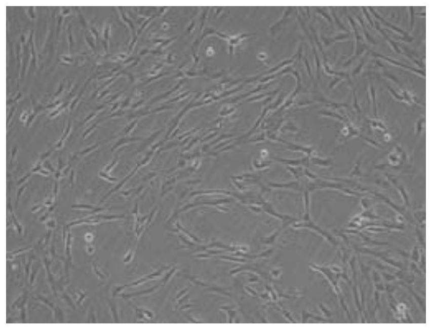 Cell cryopreservation kit and application method thereof