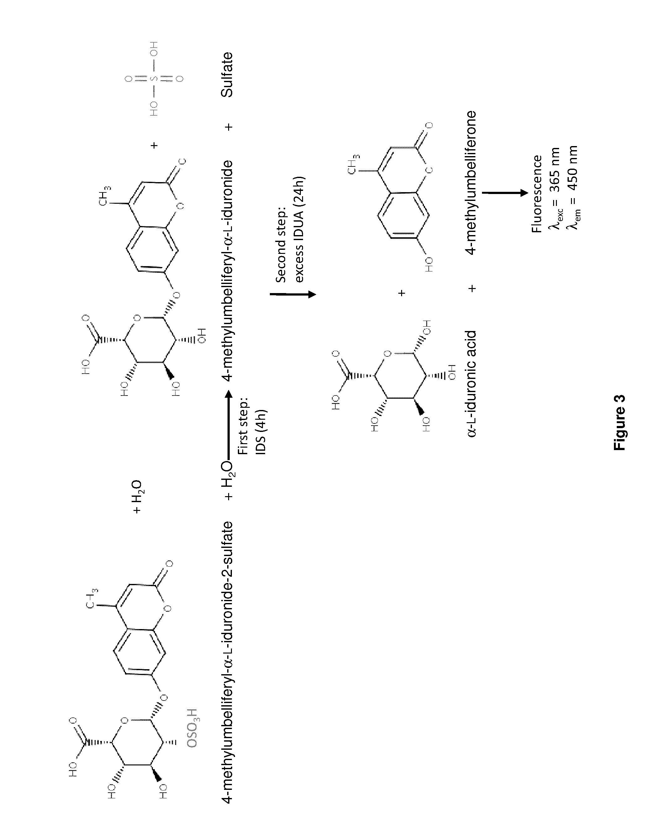 Targeted iduronate-2-sulfatase compounds