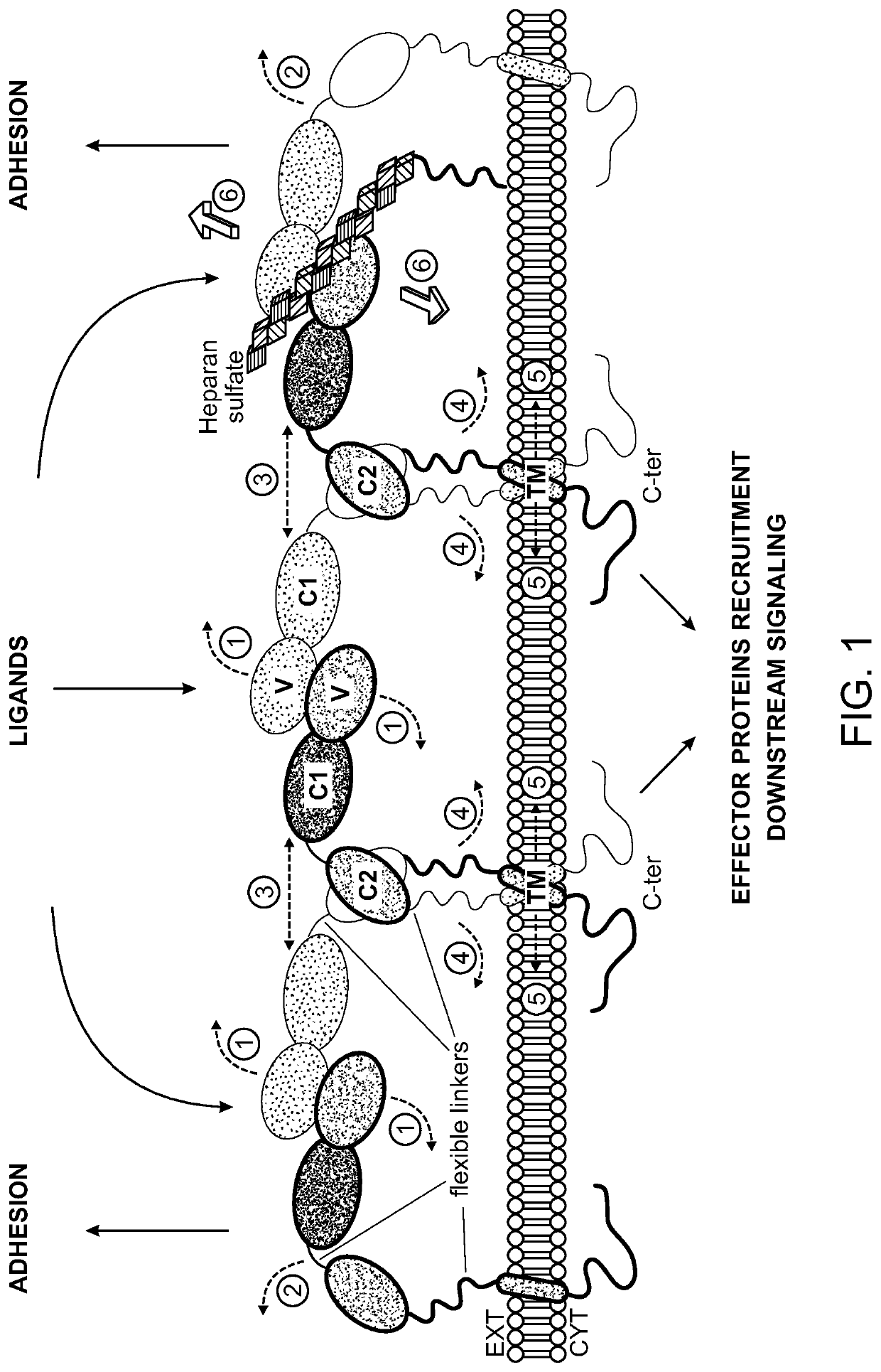 Compositions and methods for treating cardiac dysfunction