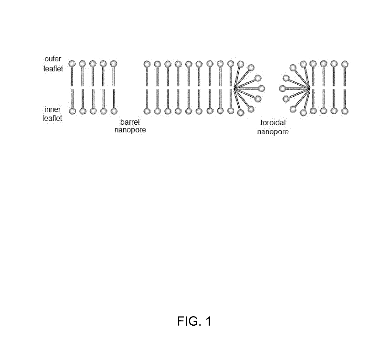 Nucleic Acid and Other Compositions and Methods for the Modulation of Cell Membranes