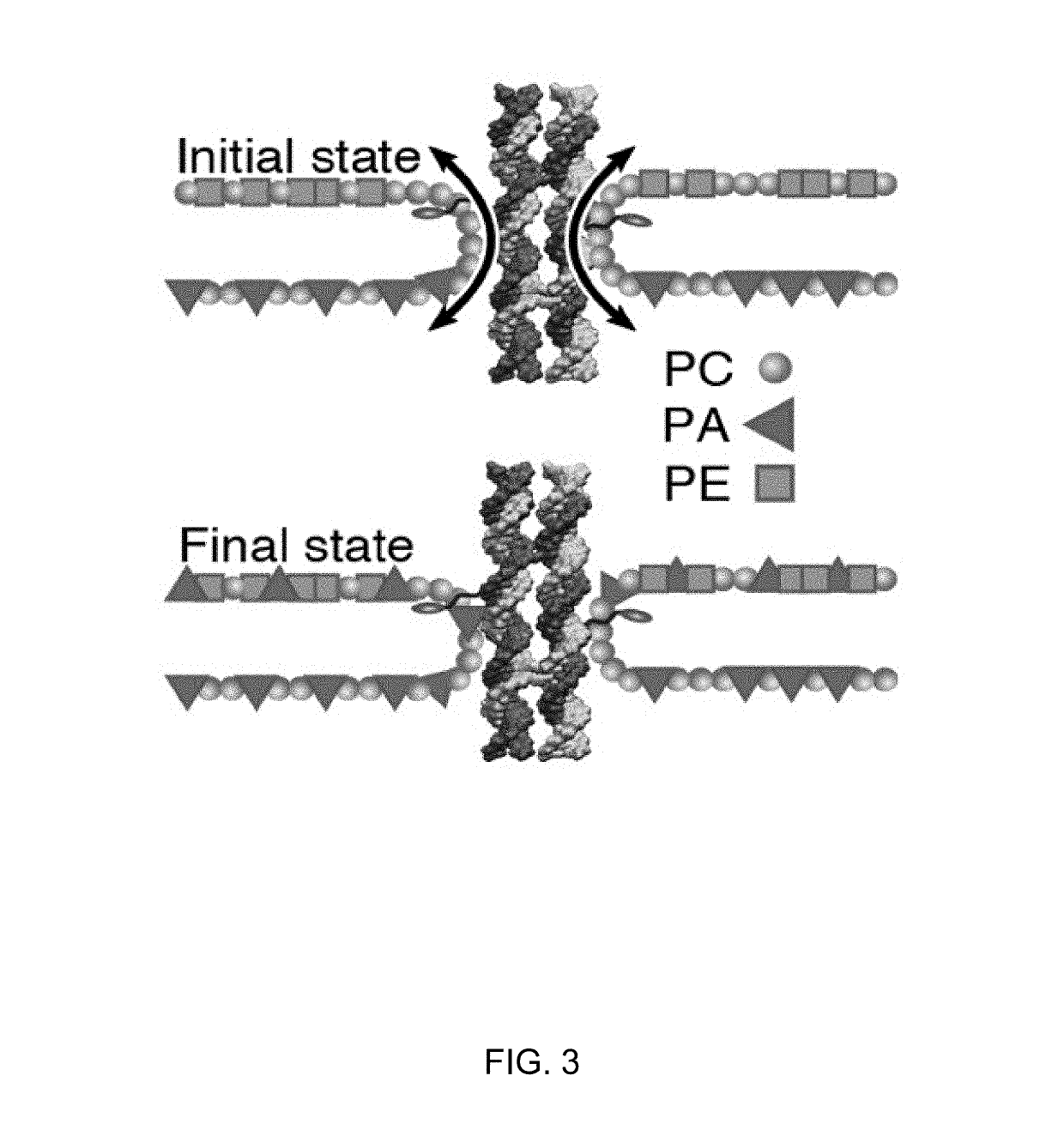 Nucleic Acid and Other Compositions and Methods for the Modulation of Cell Membranes