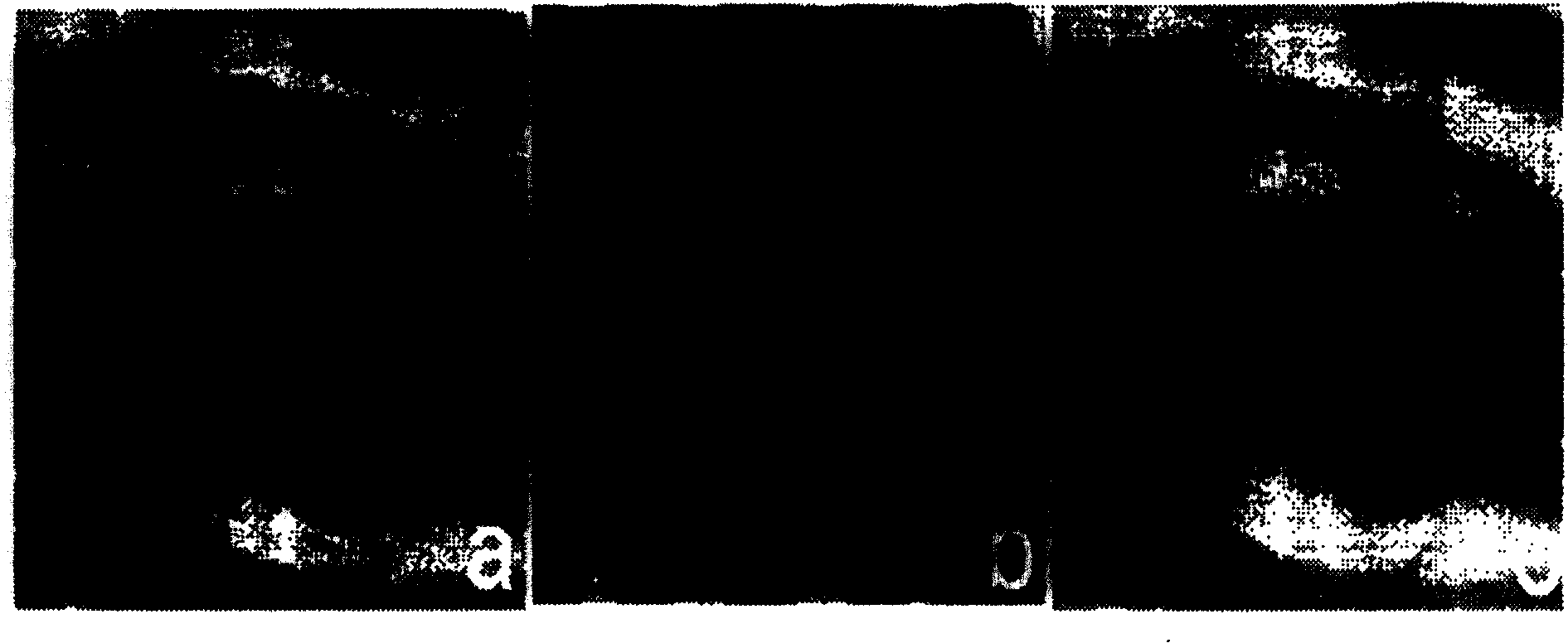 Method for producing light field or wide field fluorescence light section